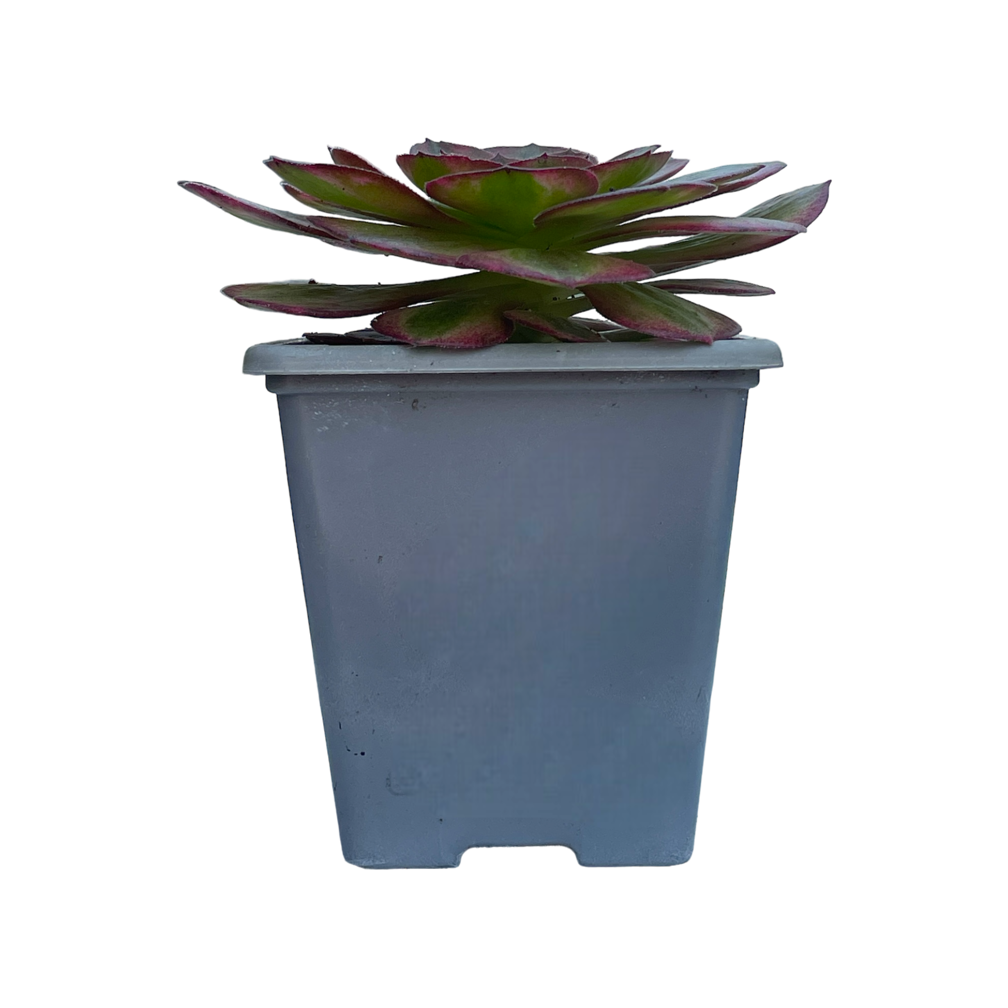 Aeonium 'Halloween' variegata (Form 1)