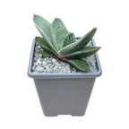 Gasteria 'Hummel's Silver'