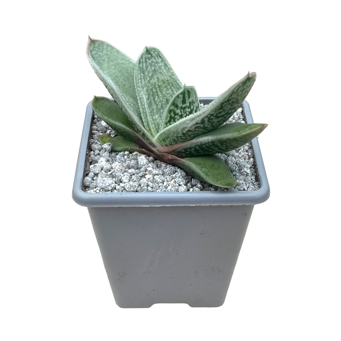 Gasteria 'Hummel's Silver'