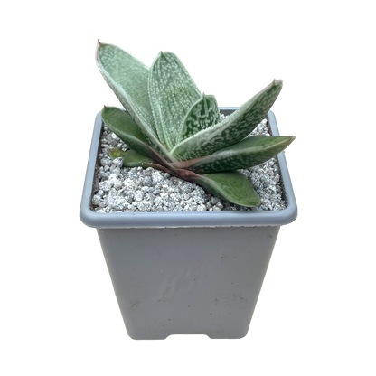 Gasteria 'Hummel's Silver'