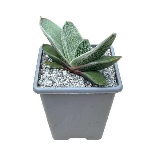 Gasteria 'Hummel's Silver'