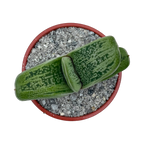Gasteria 'Little Warty'