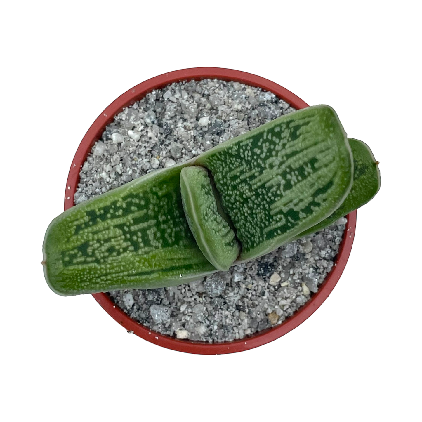 Gasteria 'Little Warty'