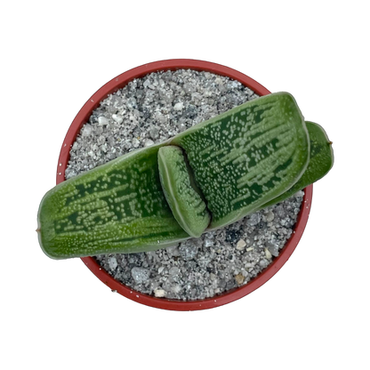 Gasteria 'Little Warty'