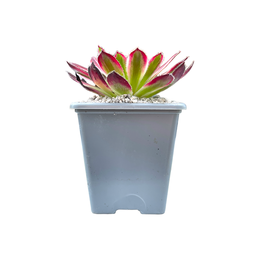 Aeonium 'Firecracker' variegata