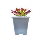 Aeonium 'Firecracker' variegata