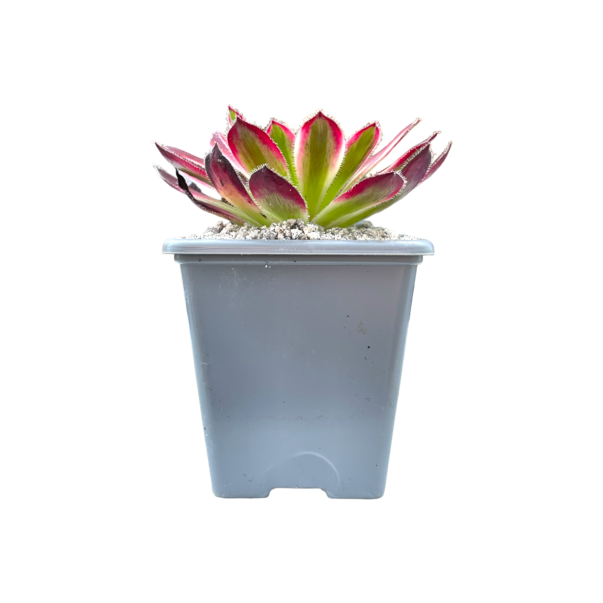 Aeonium 'Firecracker' variegata