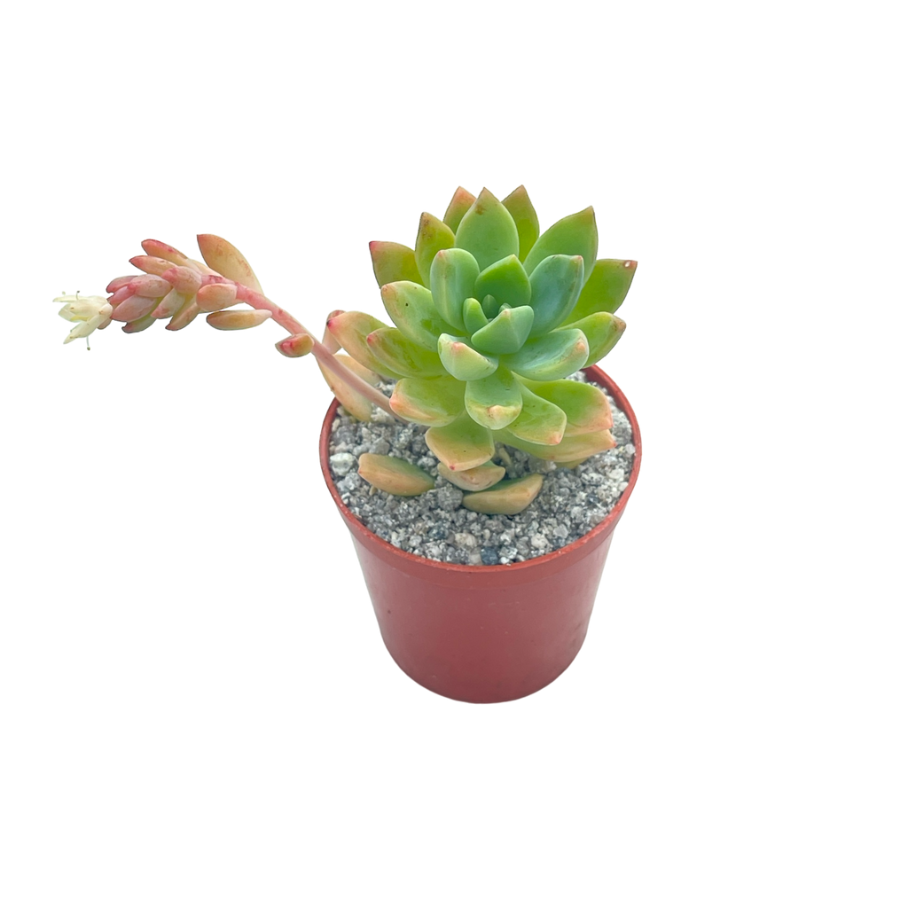 x Graptosedum 'Cesar'