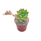 x Graptosedum 'Cesar'