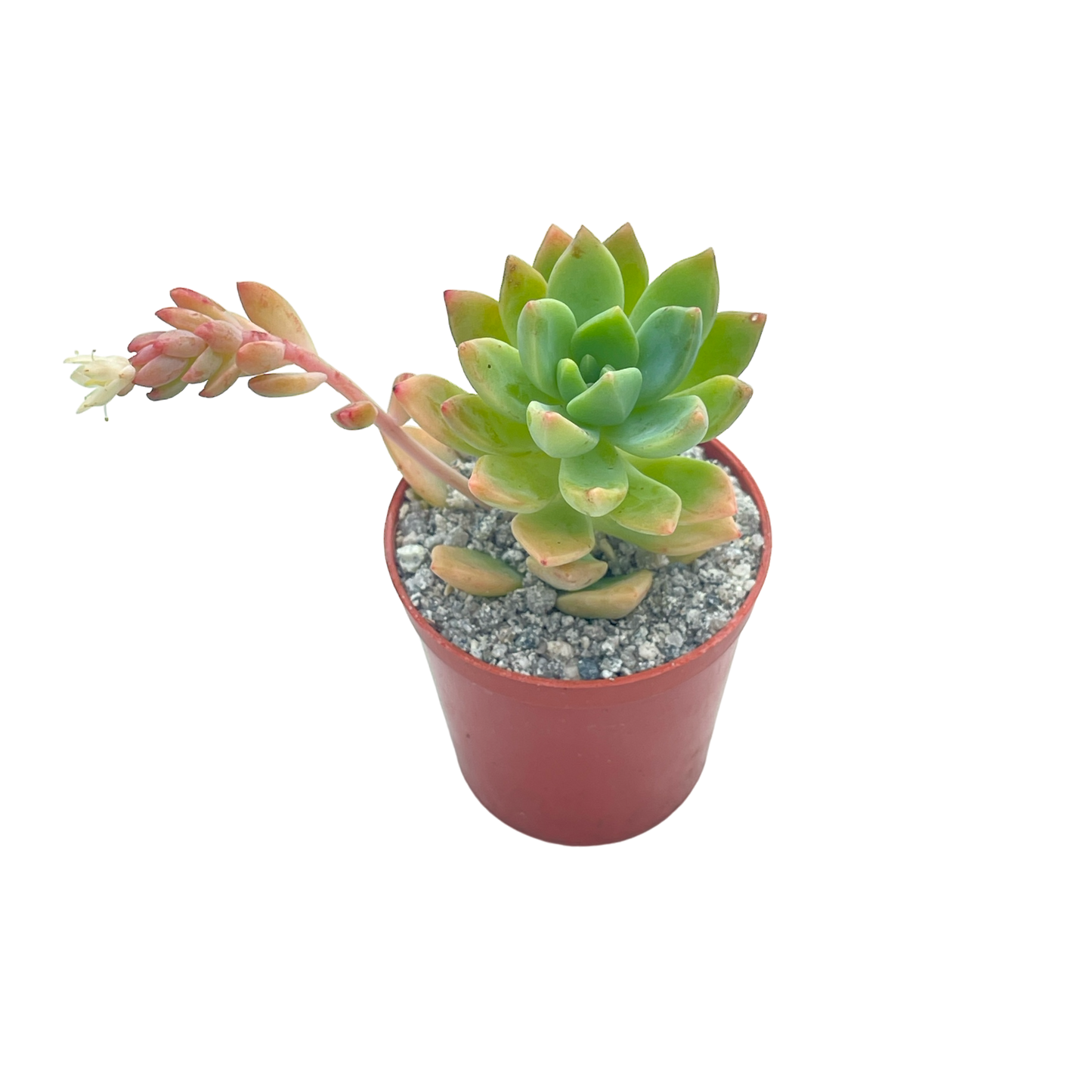 x Graptosedum 'Cesar'