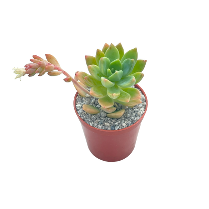 x Graptosedum 'Cesar'