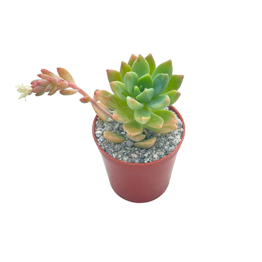 x Graptosedum 'Cesar'