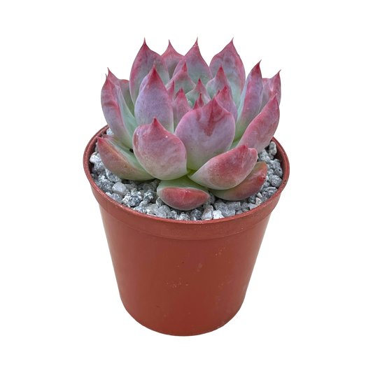 Echeveria colorata 'Haage'