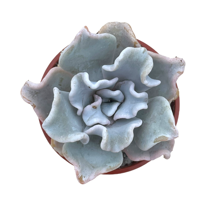 Echeveria 'Crispate Beauty'