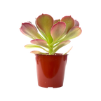 Aeonium 'Blushing Beauty'