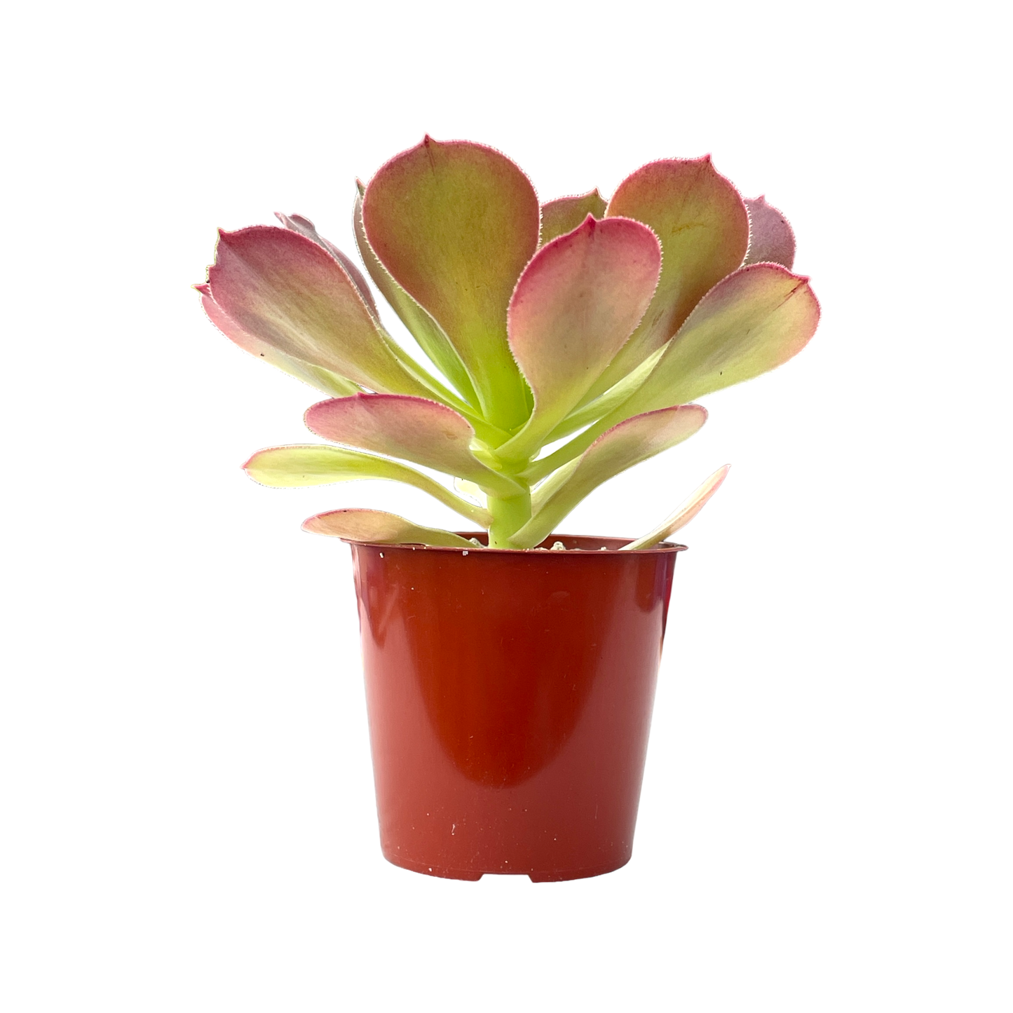 Aeonium 'Blushing Beauty'