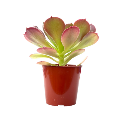 Aeonium 'Blushing Beauty'