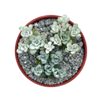 Sedum spathulifolium 'Cape Blanco'