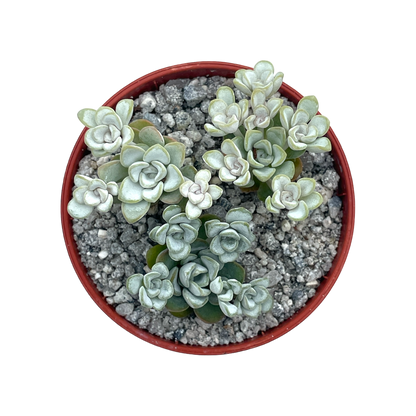 Sedum spathulifolium 'Cape Blanco'