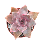 x Graptoveria 'Pearl Dazzler'