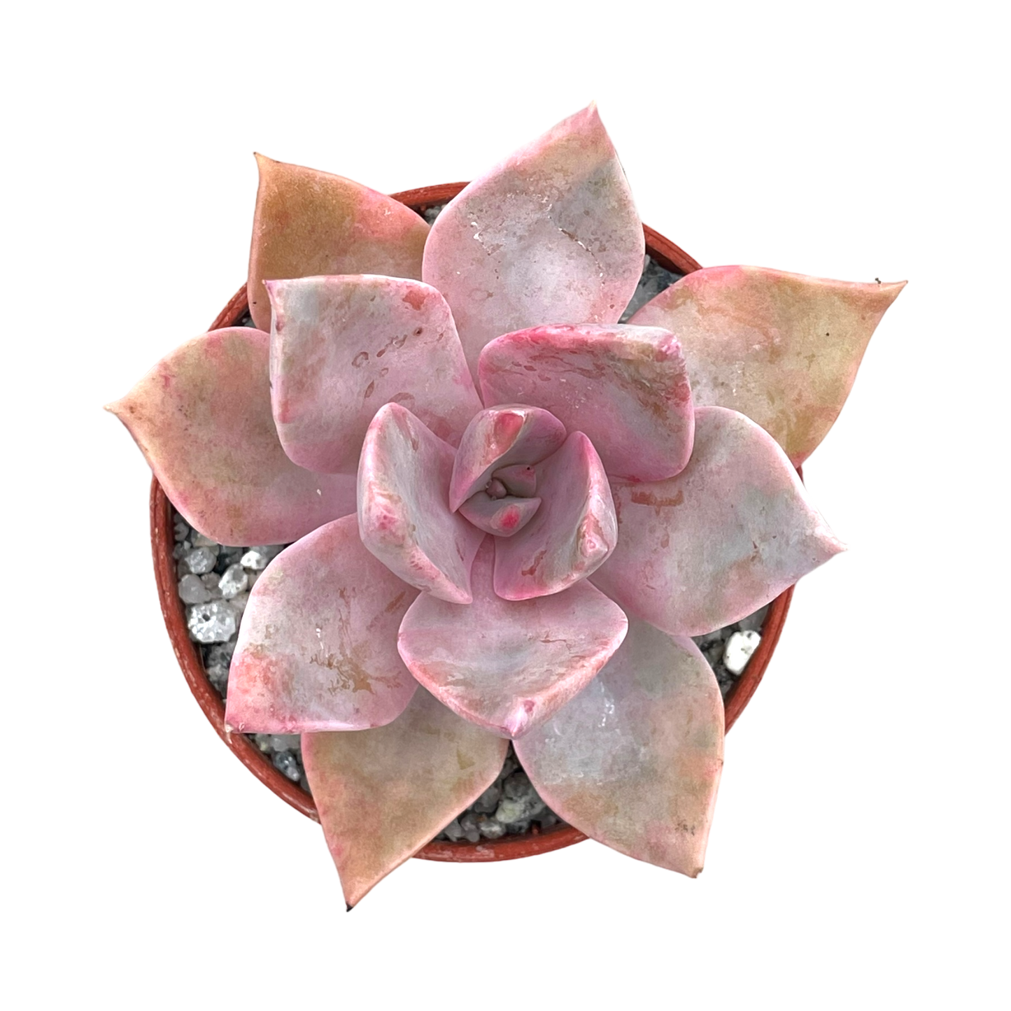 x Graptoveria 'Pearl Dazzler'