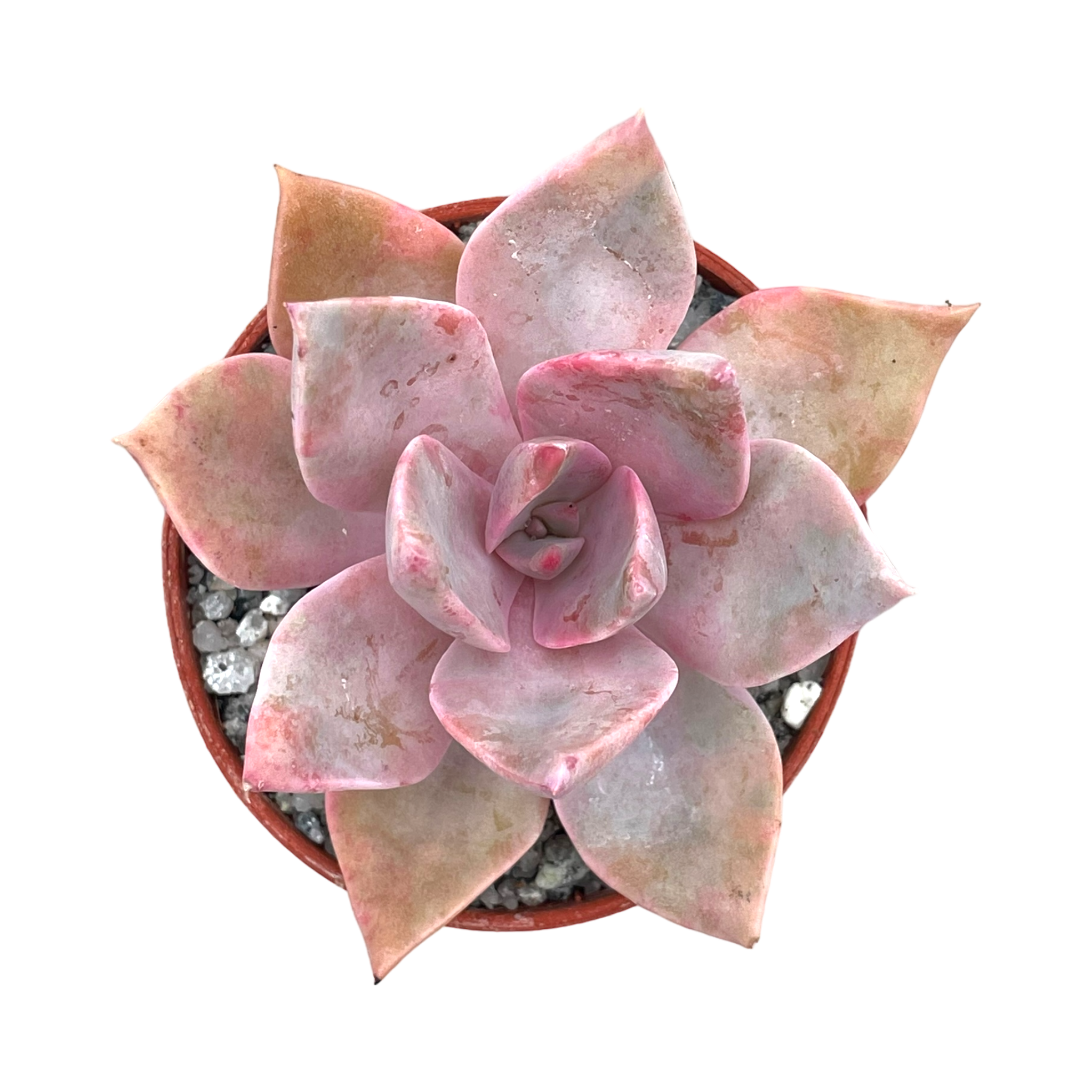 x Graptoveria 'Pearl Dazzler'