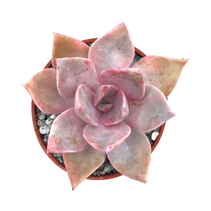 x Graptoveria 'Pearl Dazzler'