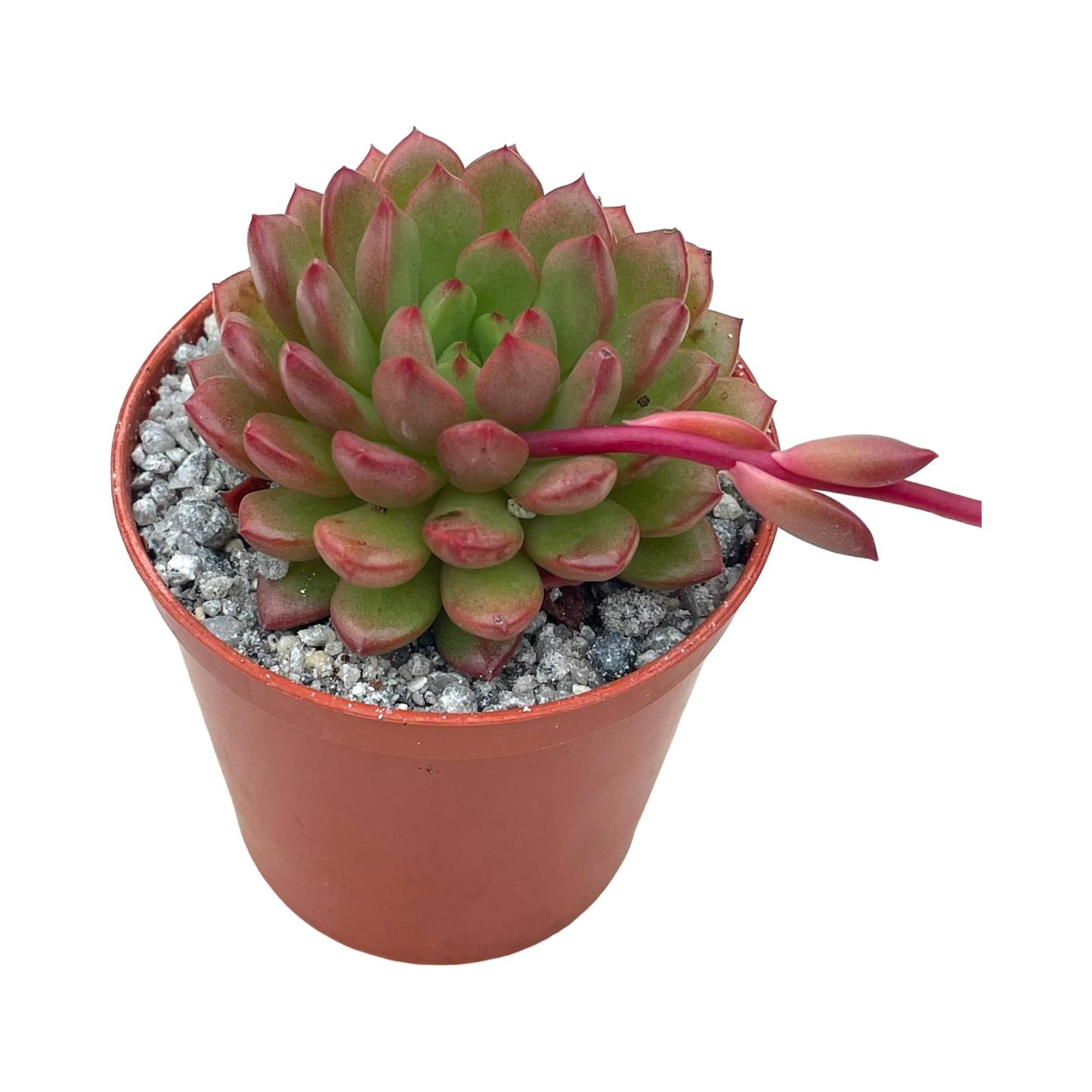 x Graptoveria 'Pink Ruby'