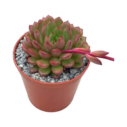 x Graptoveria 'Pink Ruby'