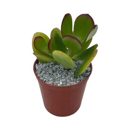 Crassula ovata 'Jade Plant'