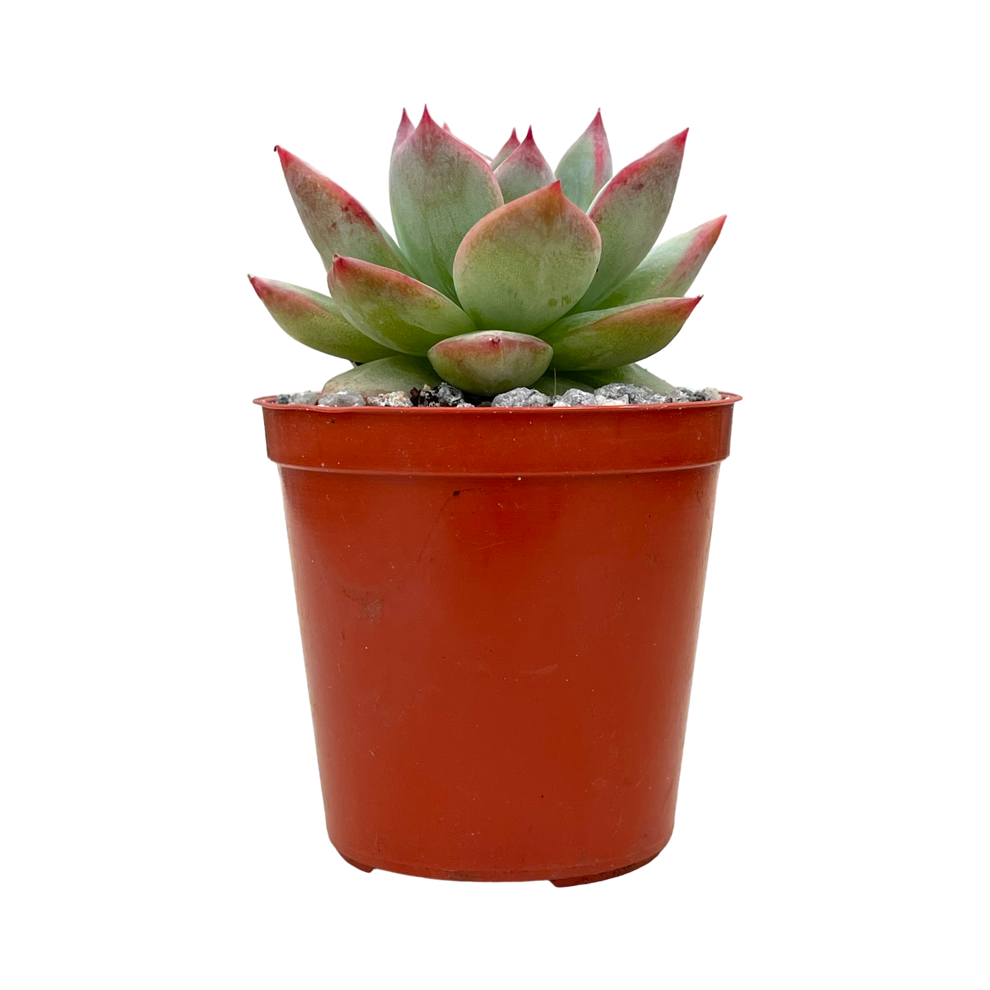 Echeveria 'Cornish Delight'