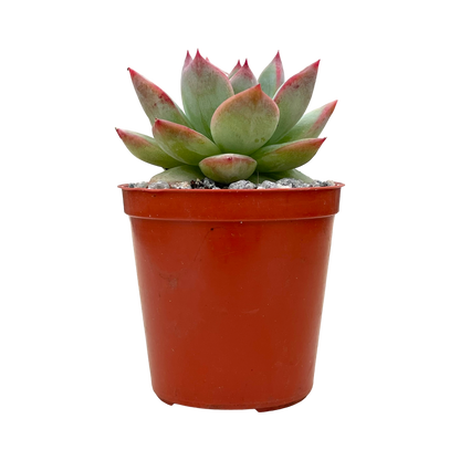 Echeveria 'Cornish Delight'