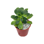 Aeonium lindleyi