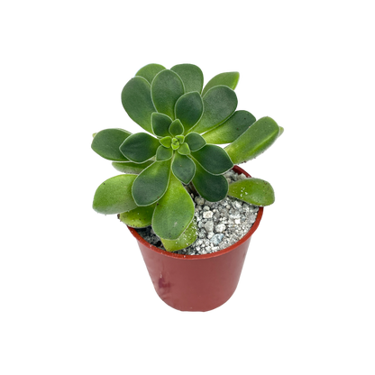 Aeonium lindleyi