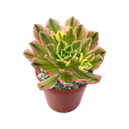 Aeonium 'Green Tea’