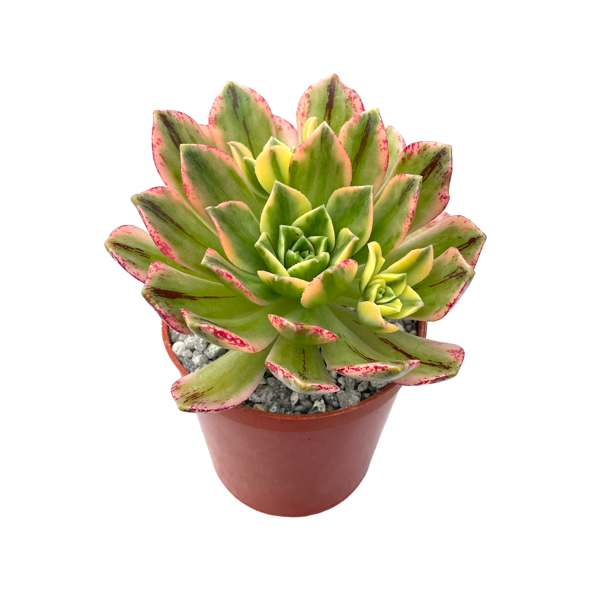 Aeonium 'Green Tea’