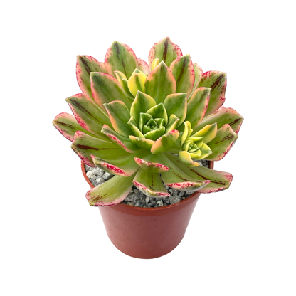 Aeonium 'Green Tea'