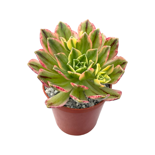 Aeonium 'Green Tea'