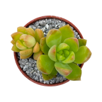 Sedum adolphii