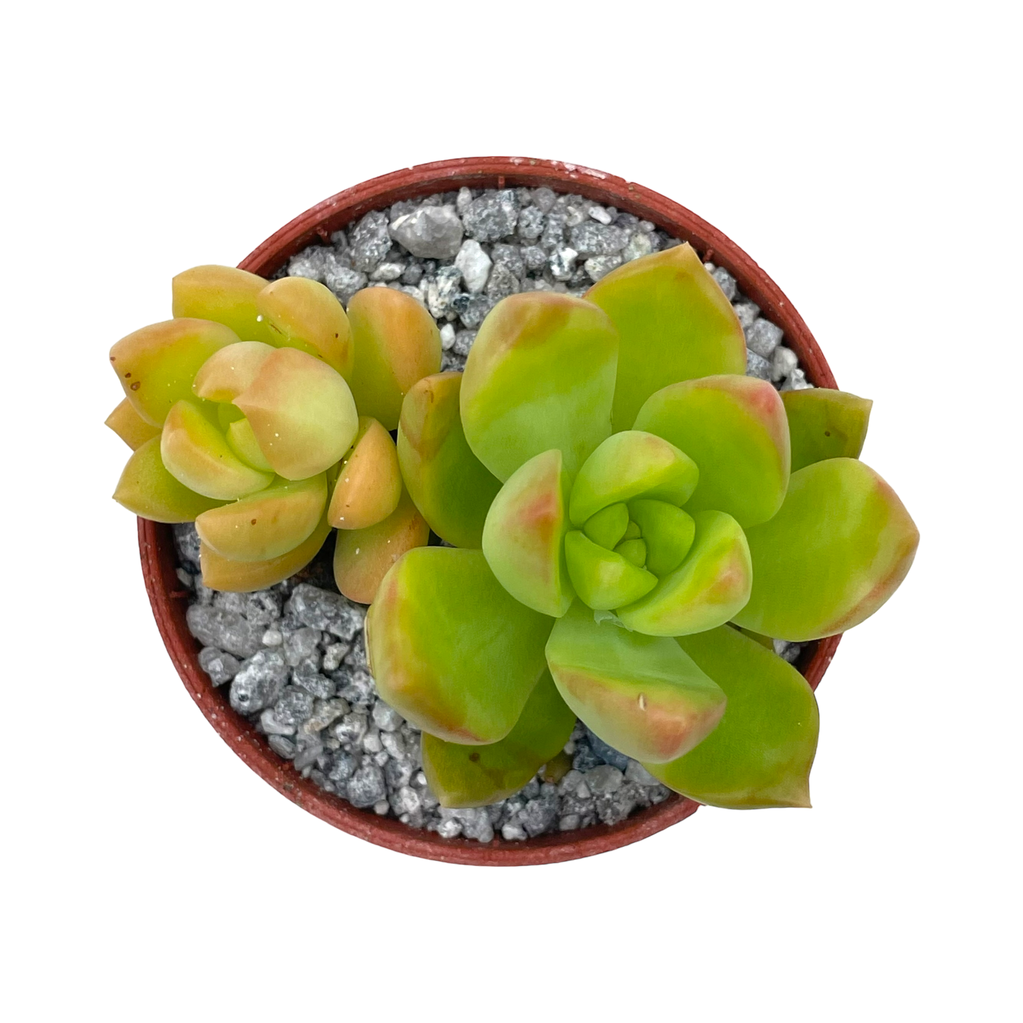 Sedum adolphii