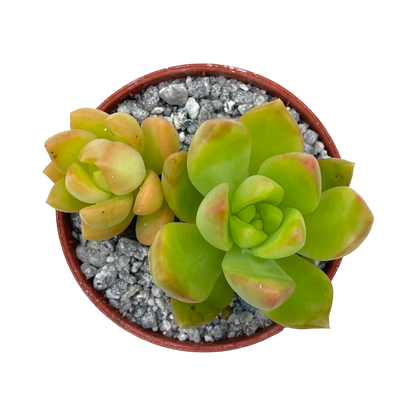 Sedum adolphii