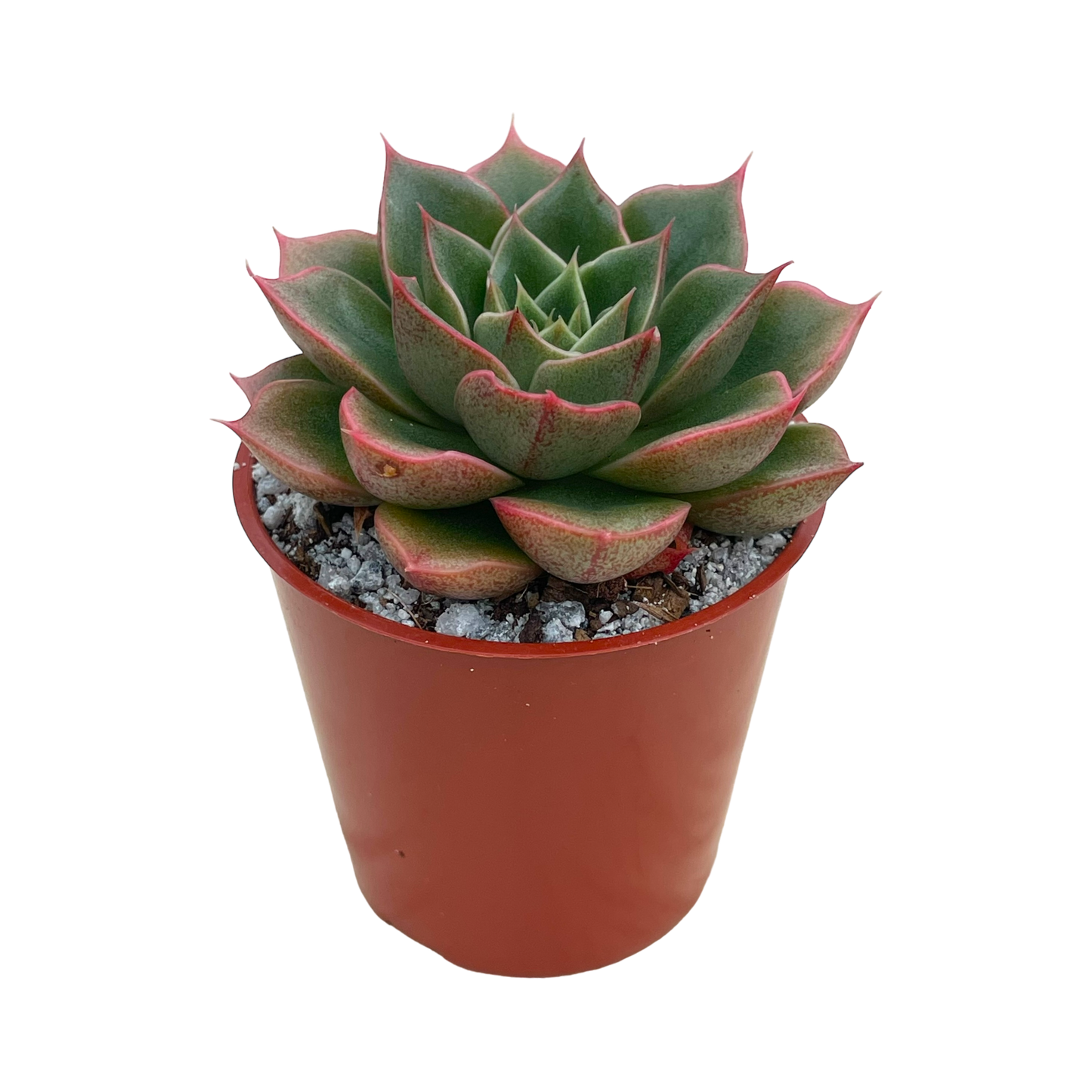 Echeveria setorum 'Victor'