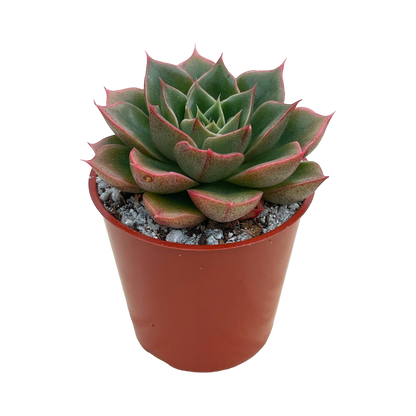 Echeveria setorum 'Victor'