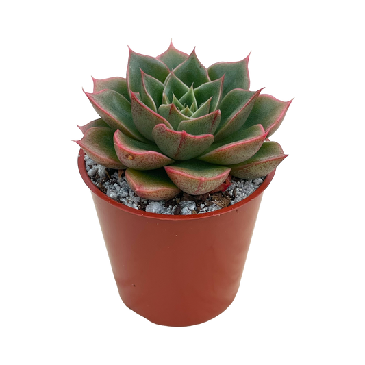 Echeveria setorum 'Victor'