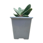 Gasteria 'Hummel's Silver'