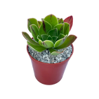 Aeonium x holospathulatum