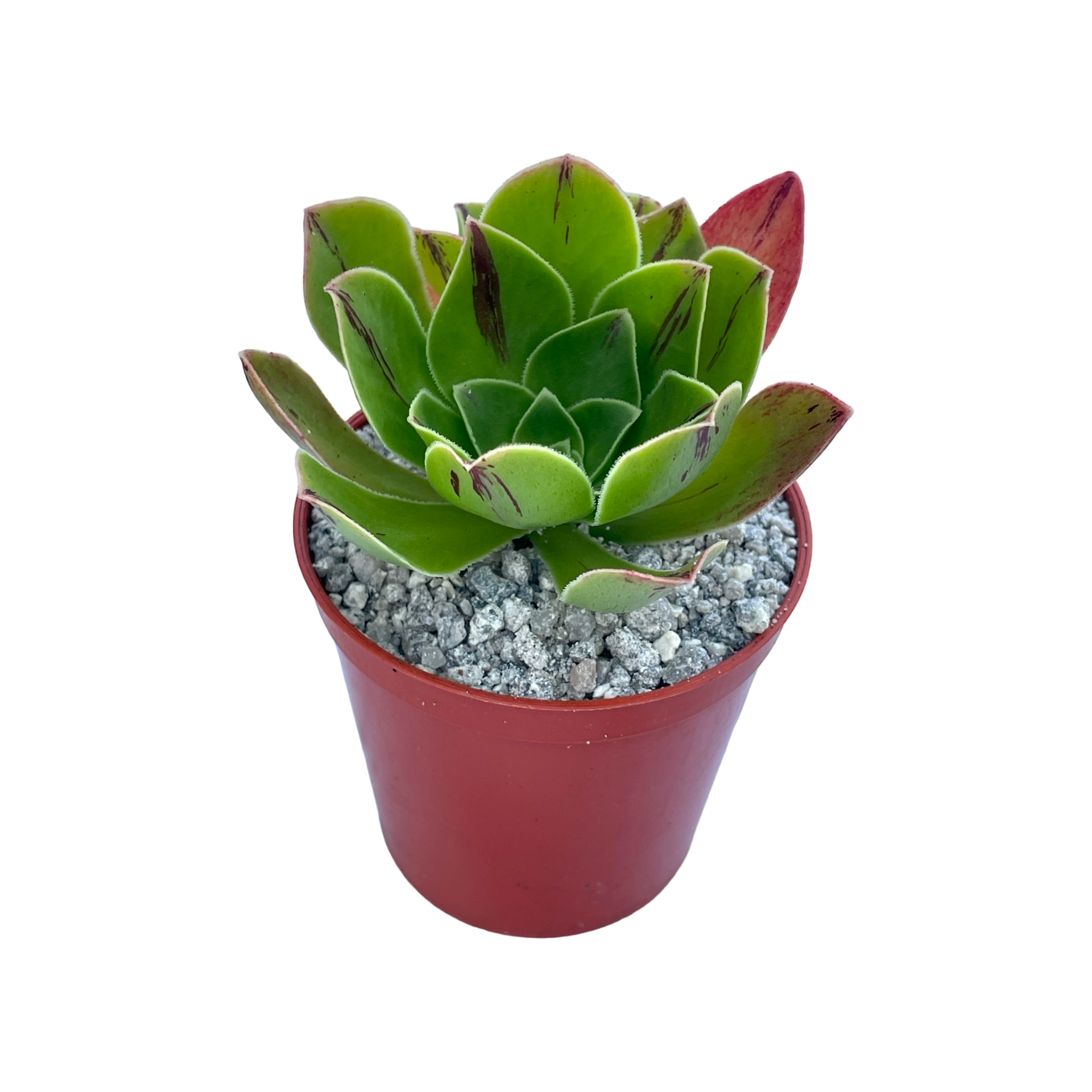 アエオニウム・ホロスパツラツム – Surreal Succulents