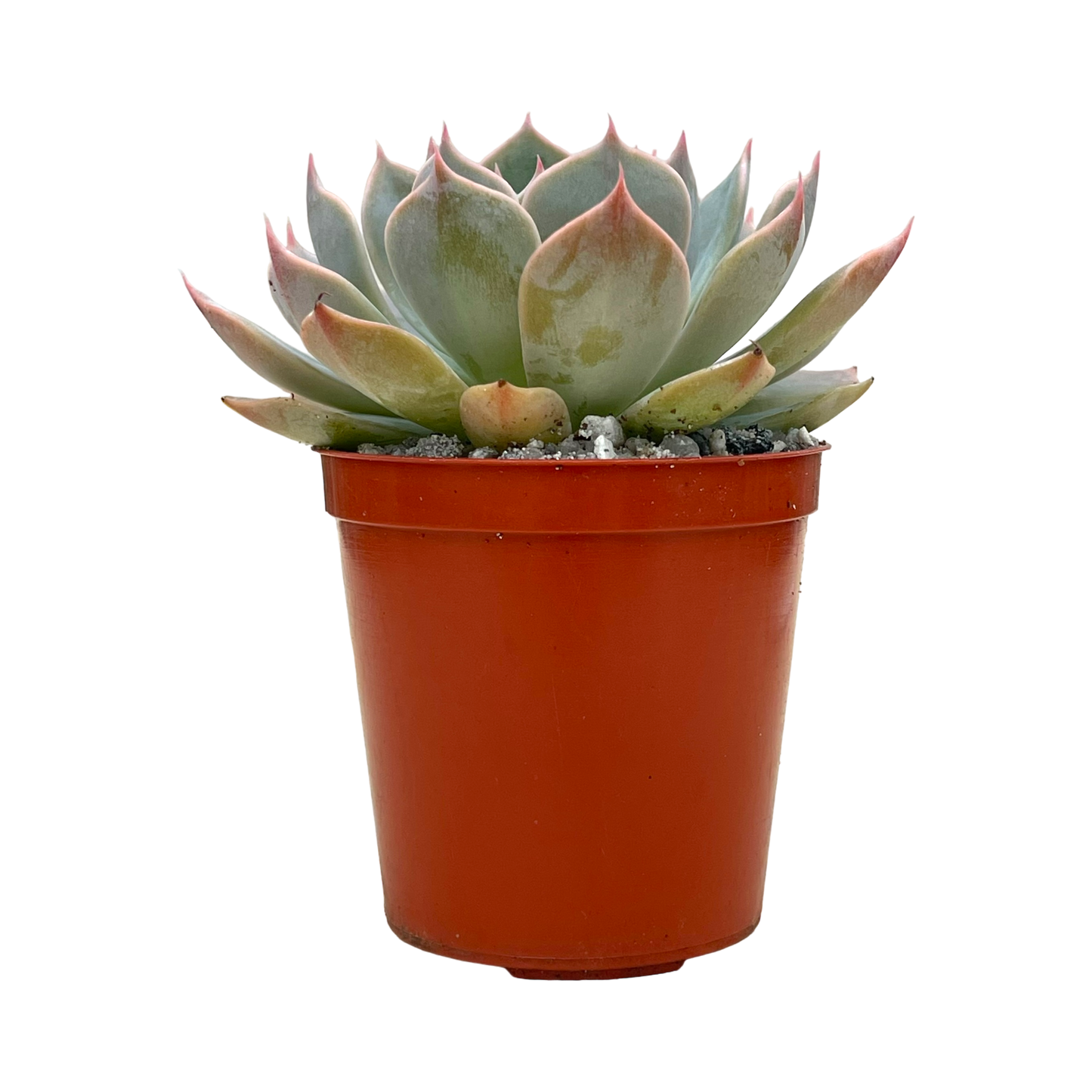 Echeveria 'Satellite'