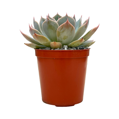 Echeveria 'Satellite'