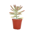 x Graptosedum 'Darley Sunshine'